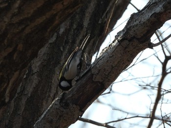 Japanese Tit Watarase Yusuichi (Wetland) Sun, 2/14/2021