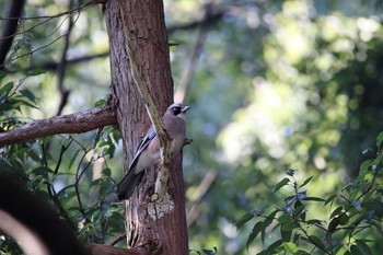 Eurasian Jay Higashitakane Forest park Wed, 1/4/2017