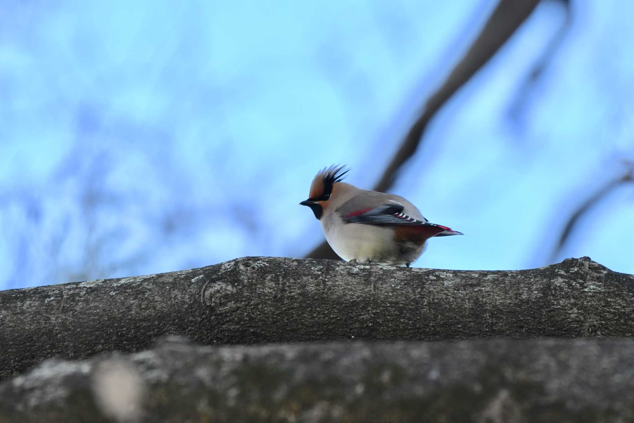 Japanese Waxwing