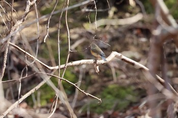 Red-flanked Bluetail Hayatogawa Forest Road Sun, 2/14/2021