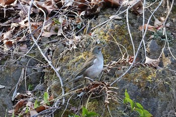 Pale Thrush Hayatogawa Forest Road Sun, 2/14/2021