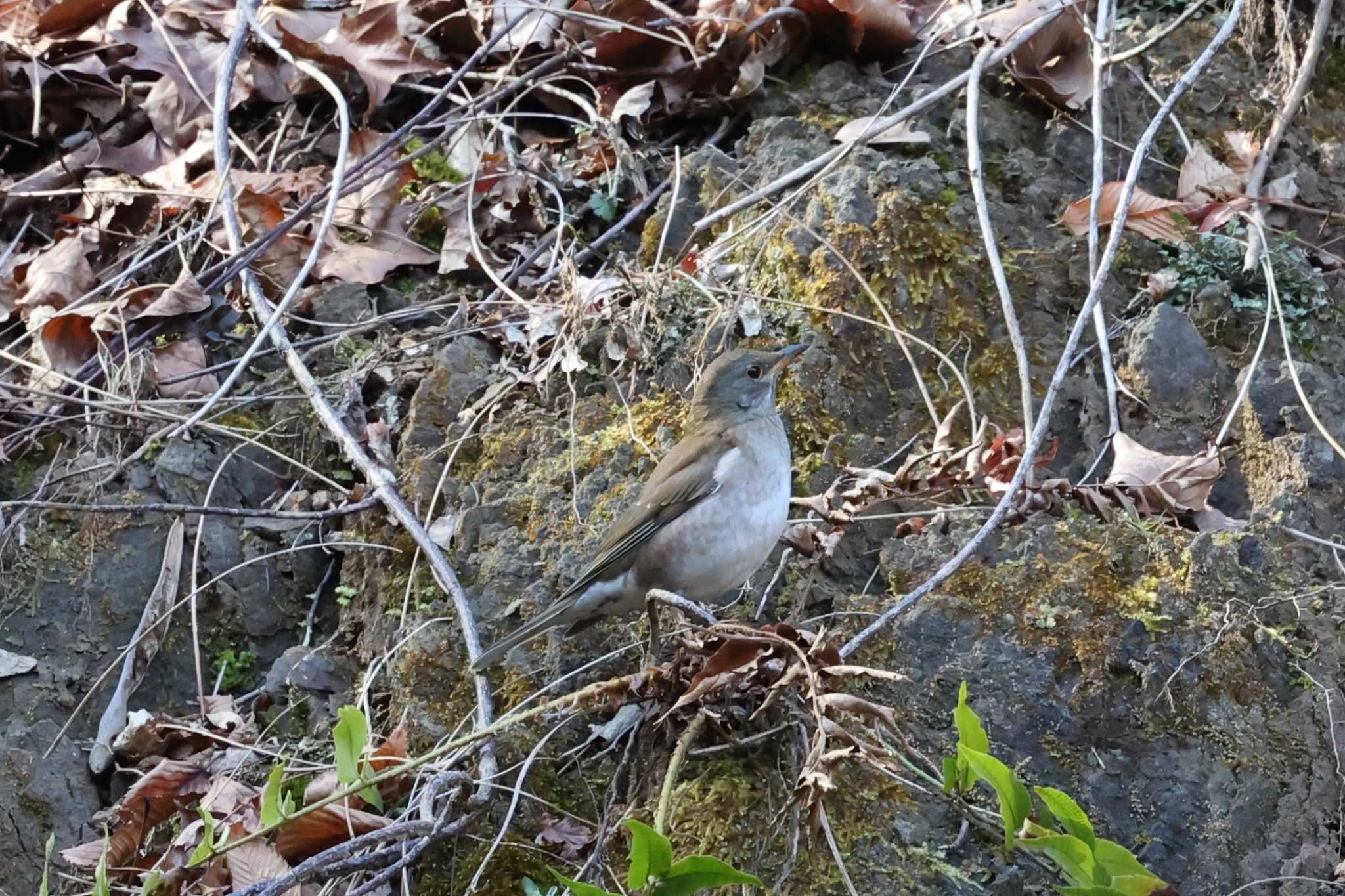 Photo of Pale Thrush at Hayatogawa Forest Road by obukinn