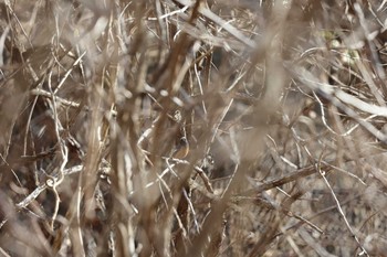 ジョウビタキ 早戸川林道 2021年2月14日(日)