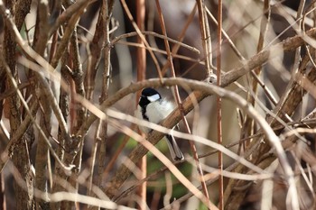 Japanese Tit Hayatogawa Forest Road Sun, 2/14/2021