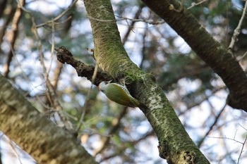 Japanese Green Woodpecker Higashitakane Forest park Wed, 1/4/2017