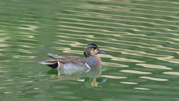 トモエガモ 薬師池公園 2021年2月14日(日)