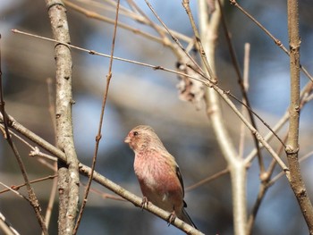 Siberian Long-tailed Rosefinch Aobayama Park Sun, 2/14/2021