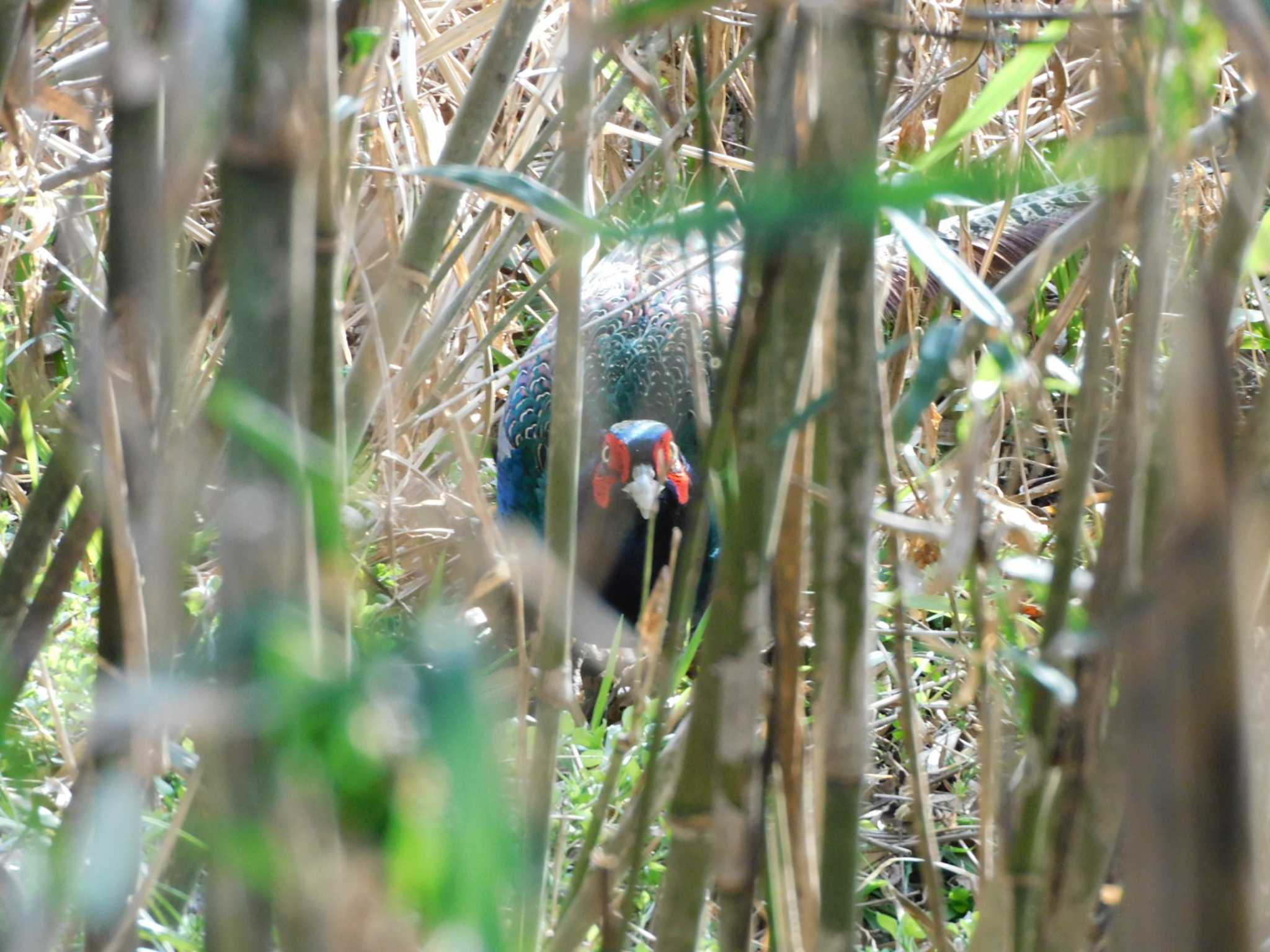 Green Pheasant