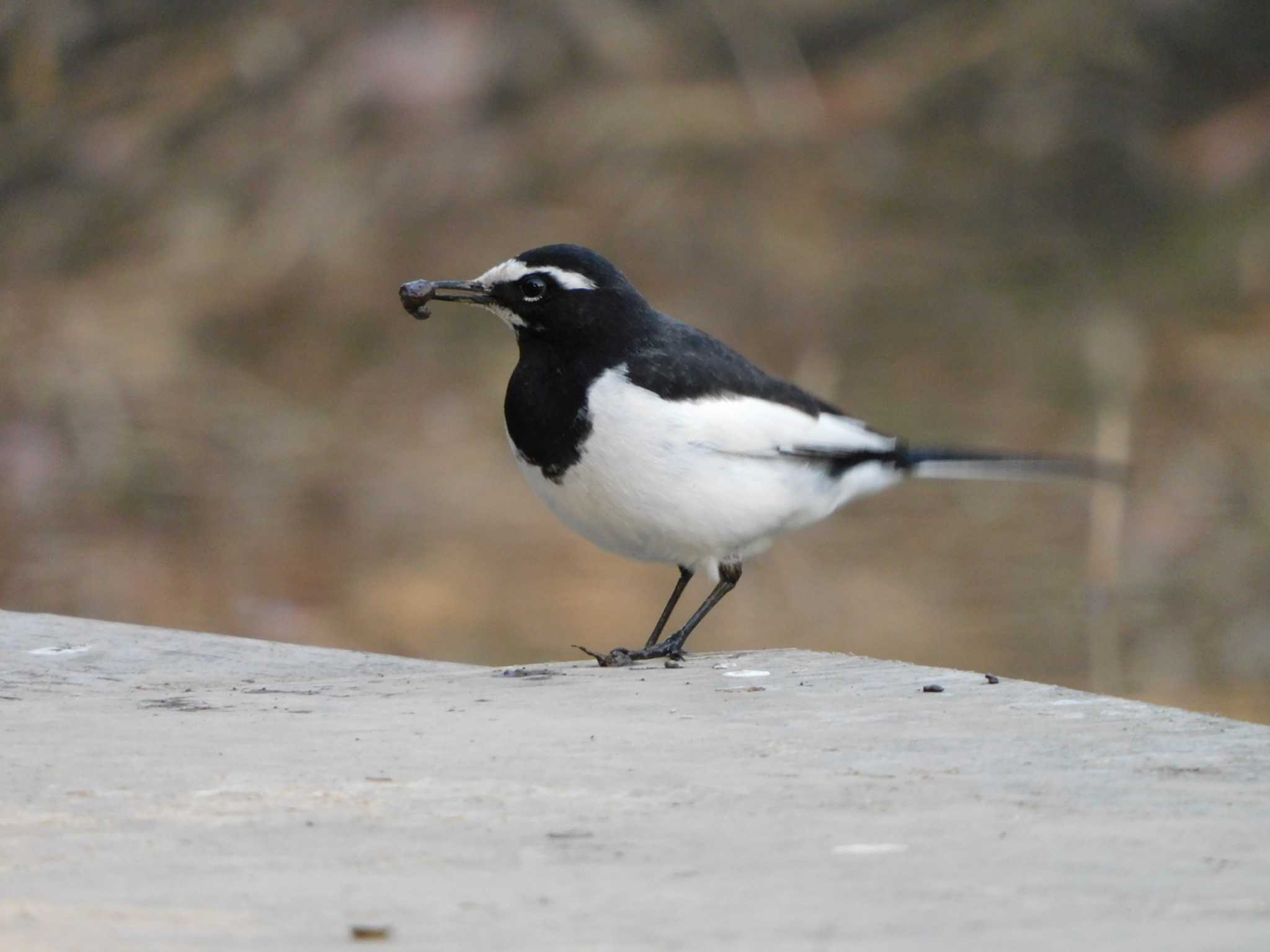 Japanese Wagtail