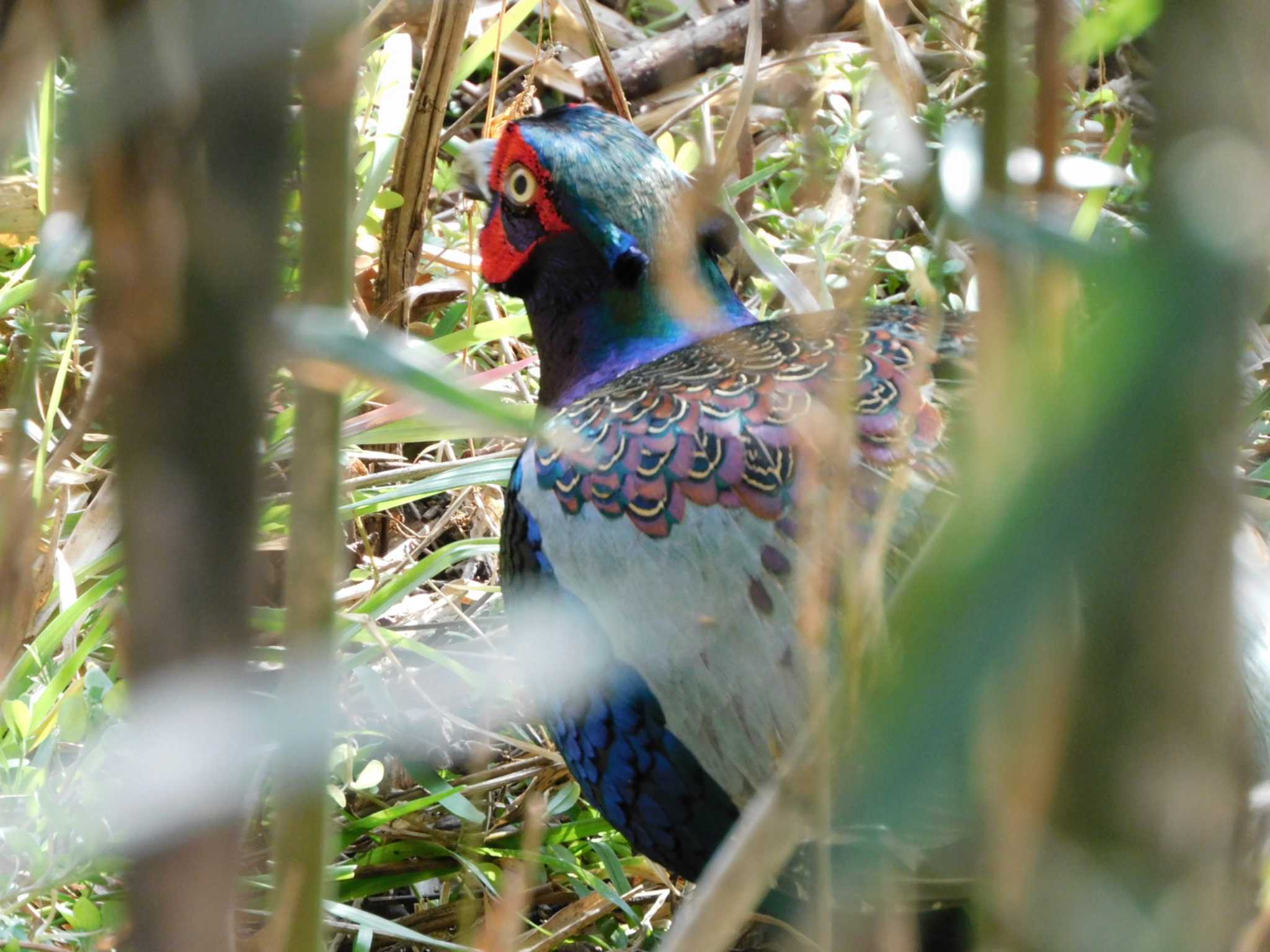 Green Pheasant