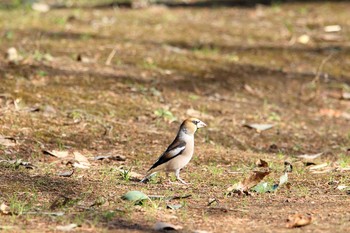 シメ 東高根森林公園 2017年1月4日(水)