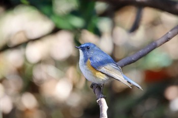 Red-flanked Bluetail Higashitakane Forest park Wed, 1/4/2017