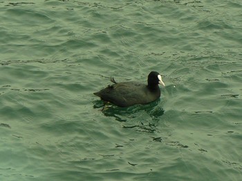 2021年2月12日(金) 御殿場市の野鳥観察記録