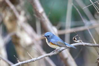 Red-flanked Bluetail Higashitakane Forest park Wed, 1/4/2017