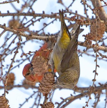 Red Crossbill Makomanai Park Fri, 2/12/2021