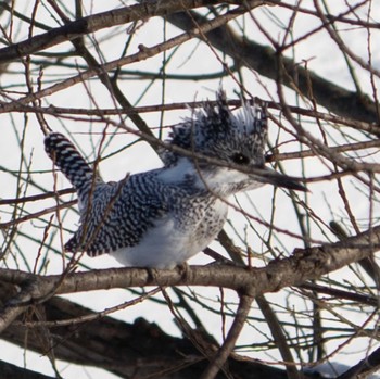 Crested Kingfisher Makomanai Park Fri, 2/12/2021