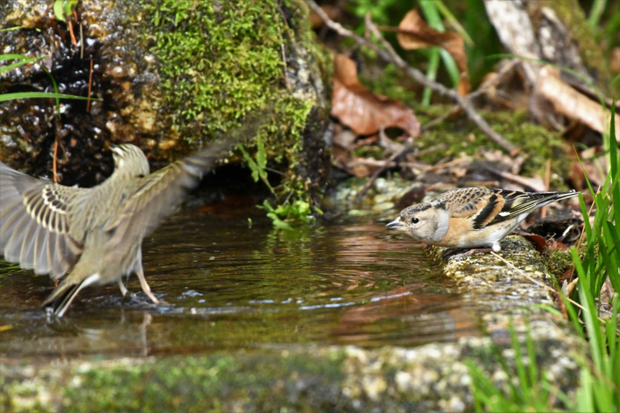 Photo of Masked Bunting at Kyoto Gyoen by Taro's Photo