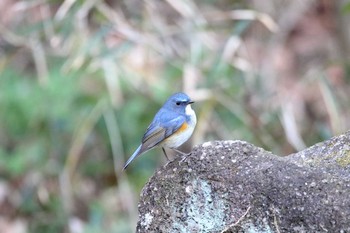 Red-flanked Bluetail Higashitakane Forest park Wed, 1/4/2017