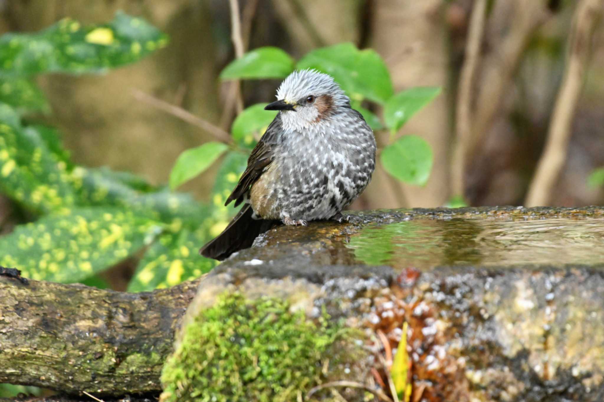 Photo of Brown-eared Bulbul at Kyoto Gyoen by Taro's Photo