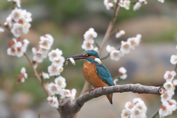 Common Kingfisher Unknown Spots Wed, 3/6/2019