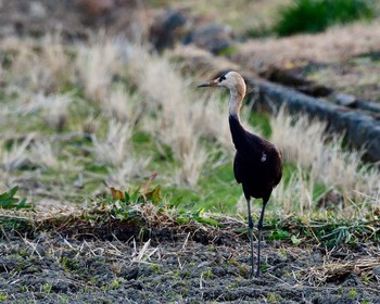 Hooded Crane Unknown Spots Wed, 1/4/2017