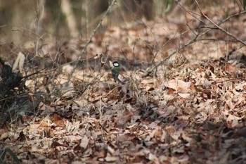 Japanese Tit 井頭公園 Sat, 2/13/2021