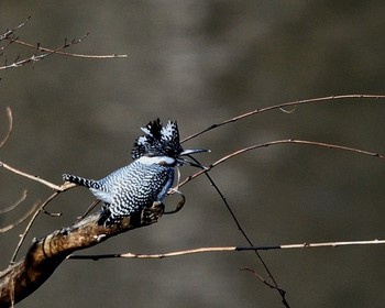 Crested Kingfisher Unknown Spots Wed, 1/4/2017