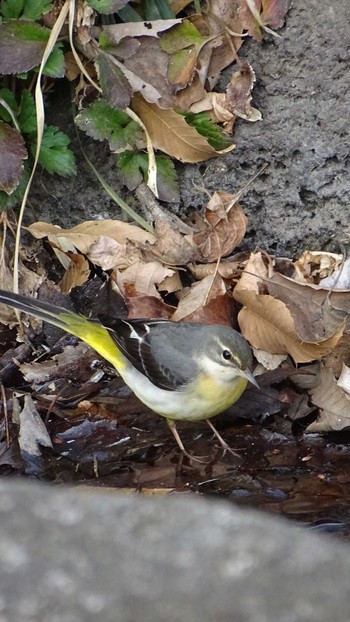 Fri, 2/12/2021 Birding report at 黒川清流公園