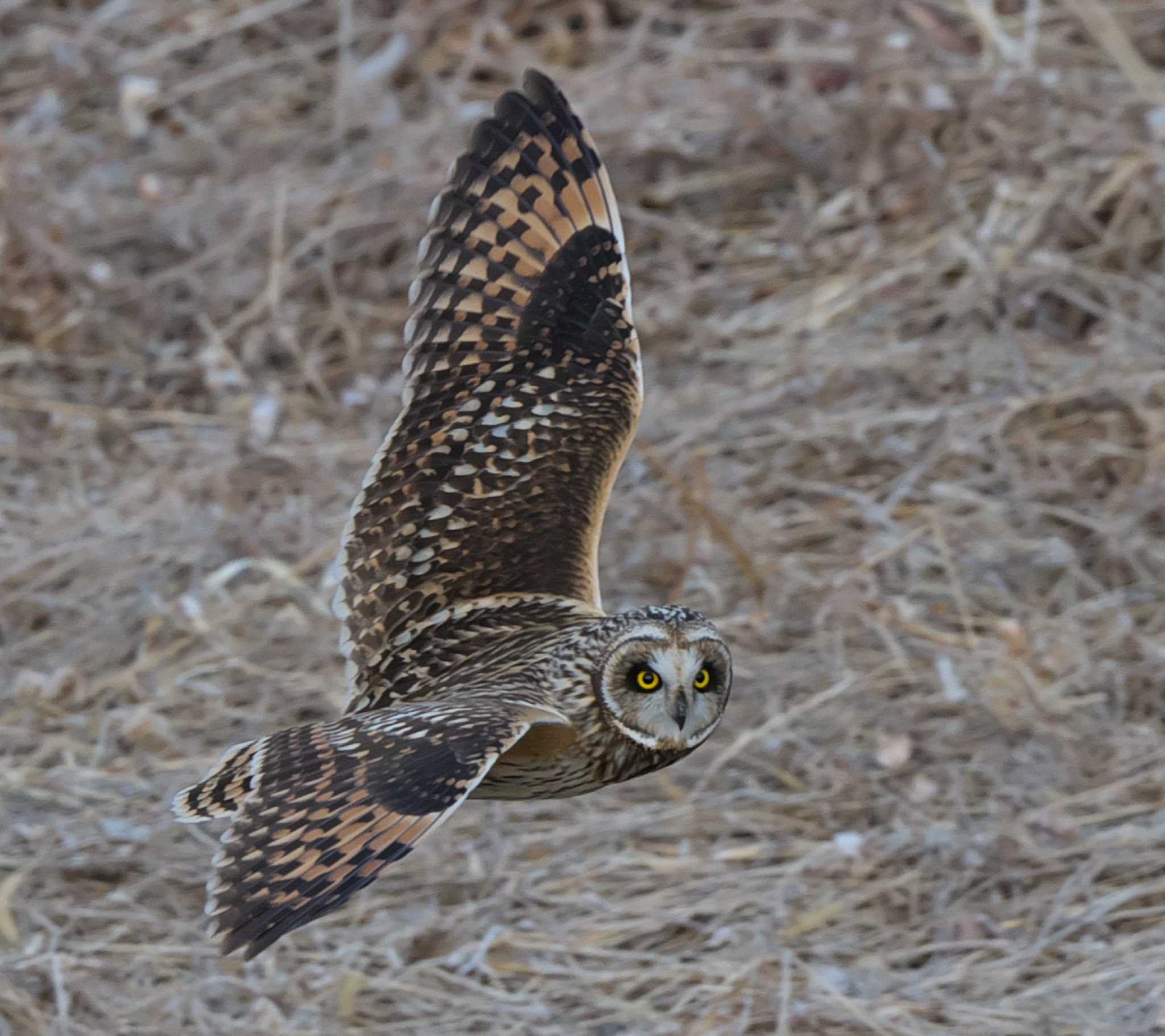 埼玉県熊谷市 コミミズクの写真 by アカウント3953