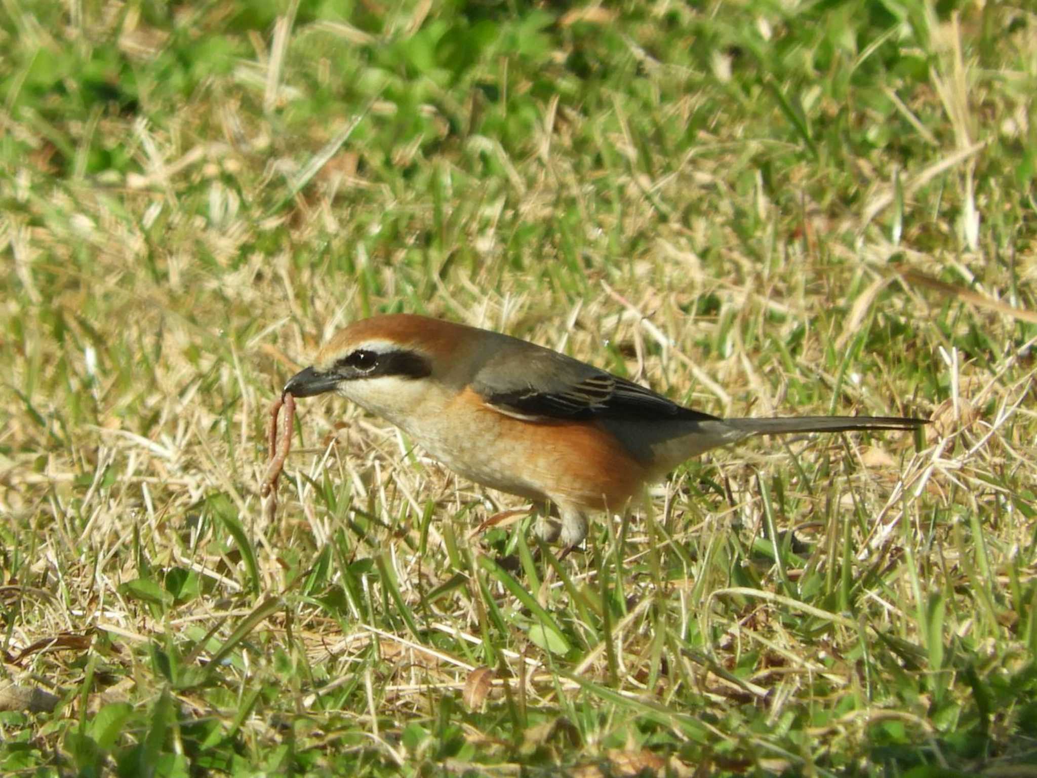 Bull-headed Shrike