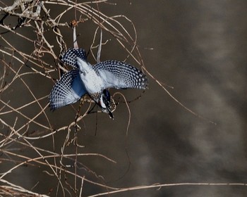 Crested Kingfisher Unknown Spots Wed, 1/4/2017