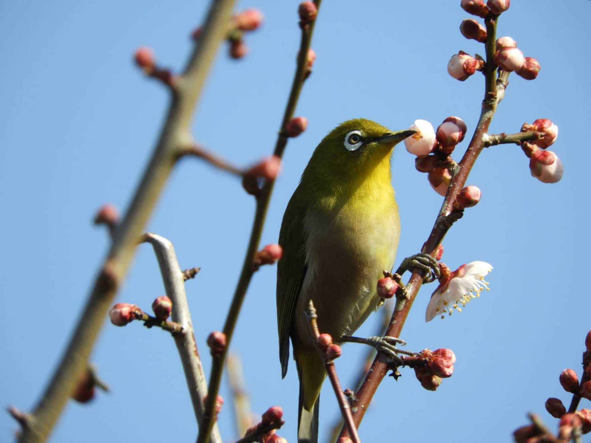 Warbling White-eye