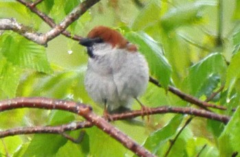 Russet Sparrow Ozegahara Tue, 6/18/2019