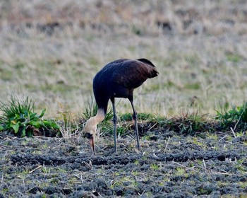 Hooded Crane Unknown Spots Wed, 1/4/2017