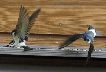 Asian House Martin Ozegahara Tue, 6/18/2019