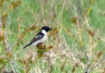 Amur Stonechat Ozegahara Tue, 6/18/2019