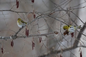 マヒワ 真駒内公園 2021年2月13日(土)