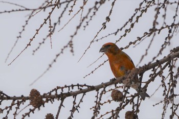 2021年2月13日(土) 真駒内公園の野鳥観察記録