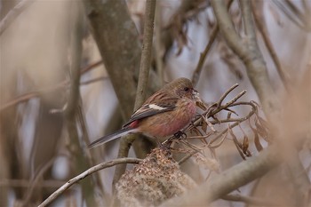 Siberian Long-tailed Rosefinch Watarase Yusuichi (Wetland) Mon, 1/2/2017