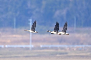 オオヒシクイ 稲波干拓 2021年2月14日(日)