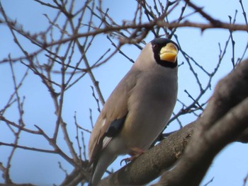 Japanese Grosbeak 岡山旭川 Fri, 2/12/2021