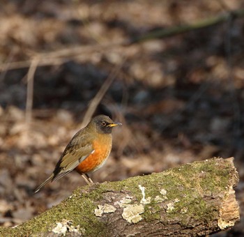 アカハラ 秋ヶ瀬公園 こどもの森 2017年1月4日(水)