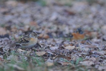 アトリ 砧公園 2021年1月31日(日)