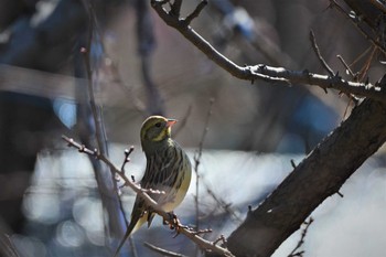 Sat, 1/30/2021 Birding report at 神代植物公園