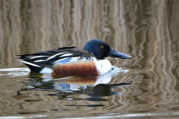 Tue, 1/26/2021 Birding report at Musashino-no-mori Park