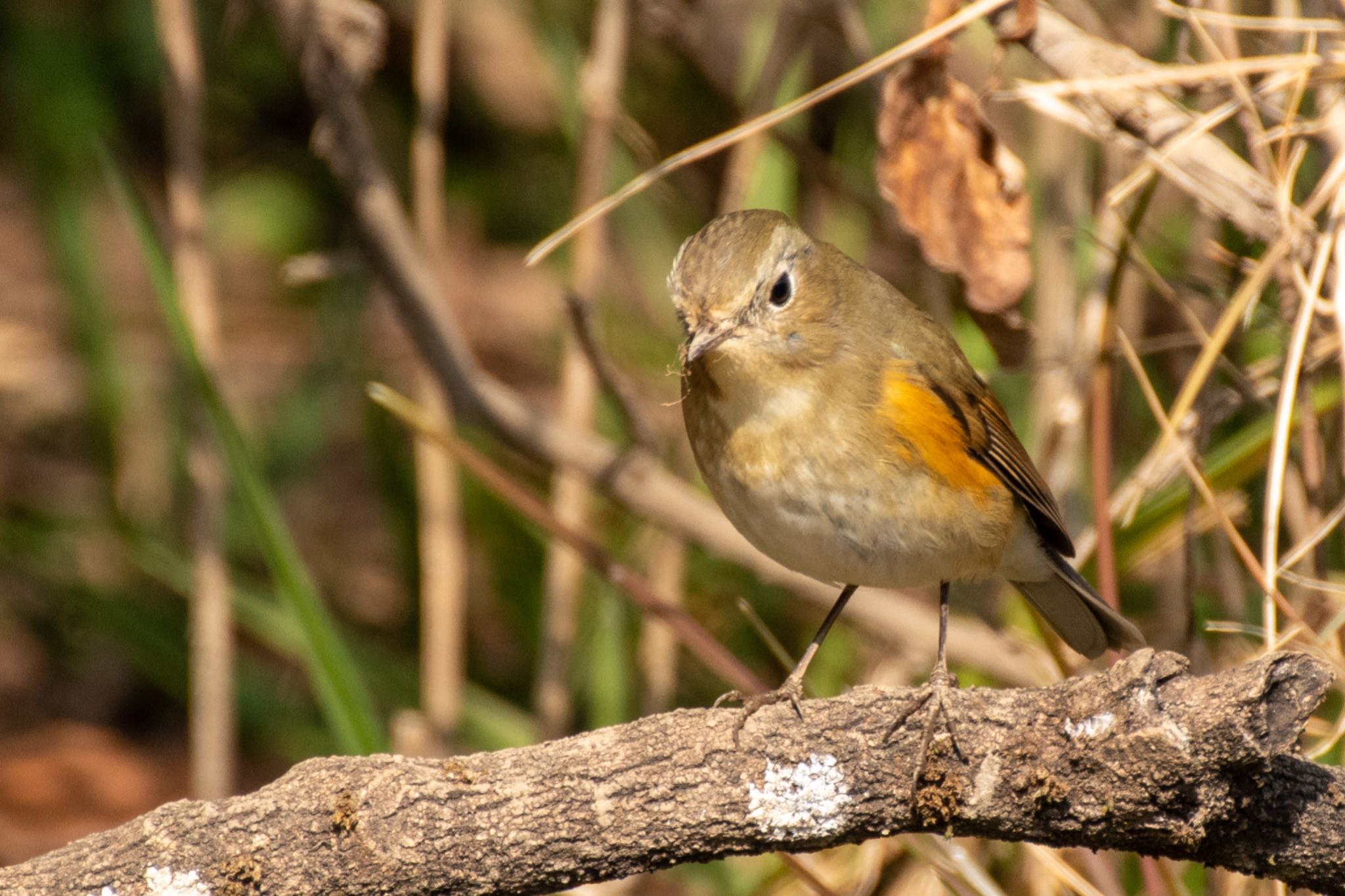 北本自然観察公園 ルリビタキの写真 by Marco Birds