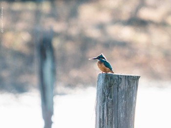 Common Kingfisher Kasai Rinkai Park Sun, 1/31/2021