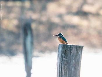 カワセミ 葛西臨海公園 2021年1月31日(日)