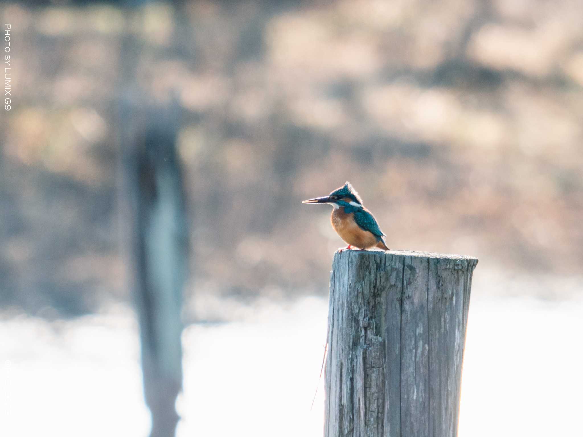 葛西臨海公園 カワセミの写真 by Ryo_9023