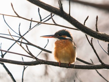 Common Kingfisher Inokashira Park Sun, 2/14/2021